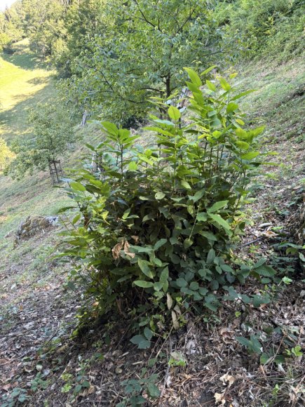 2025.08.25_1008_a_etat