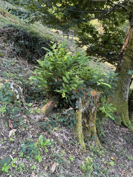 2025.08.25_1008_b_etat